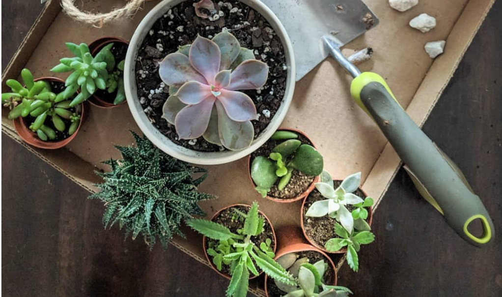 #WellnessWednesday: #PlantTherapy Part&nbsp;2