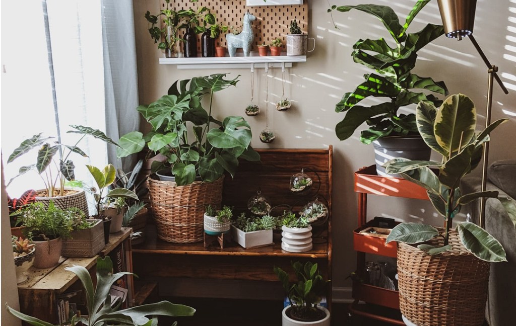 #WellnessWednesday: 3 Reasons to Get&nbsp;Planty!